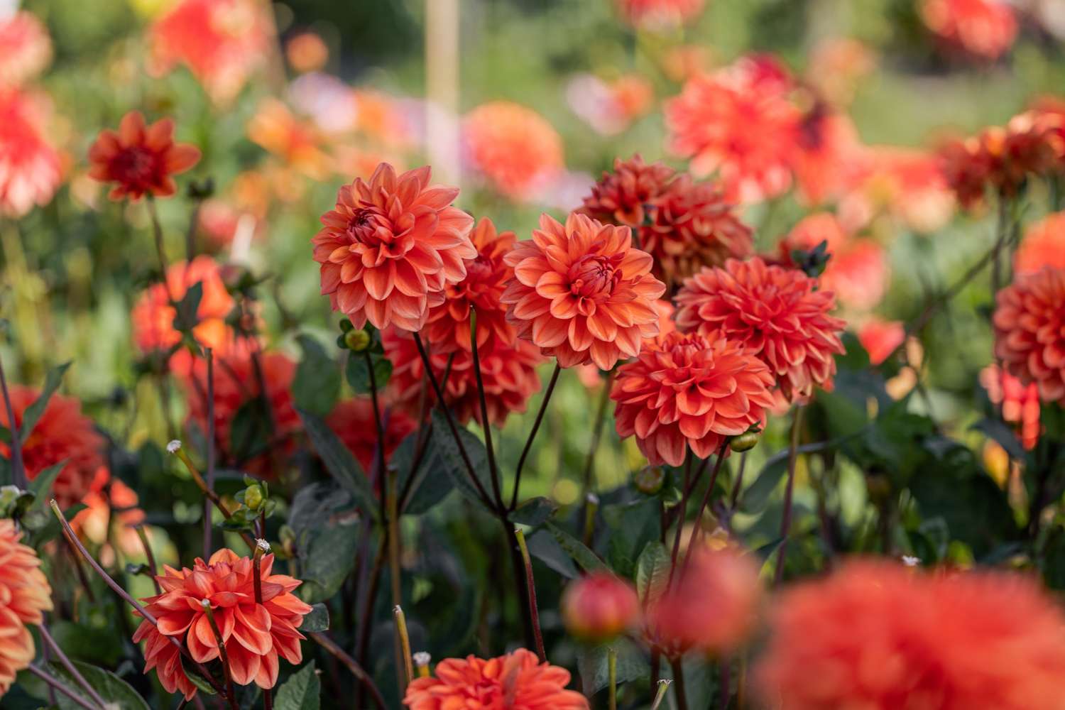 Dahlia 'Orange Nugget'